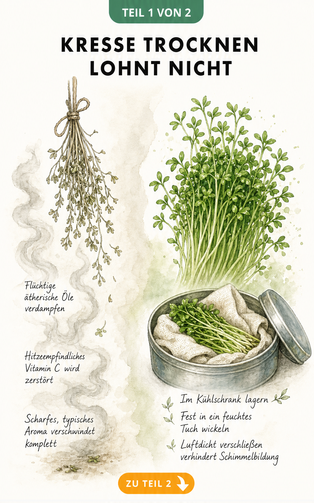 Botanische Illustration: Kresse trocknen vs. frisch lagern im Kühlschrank