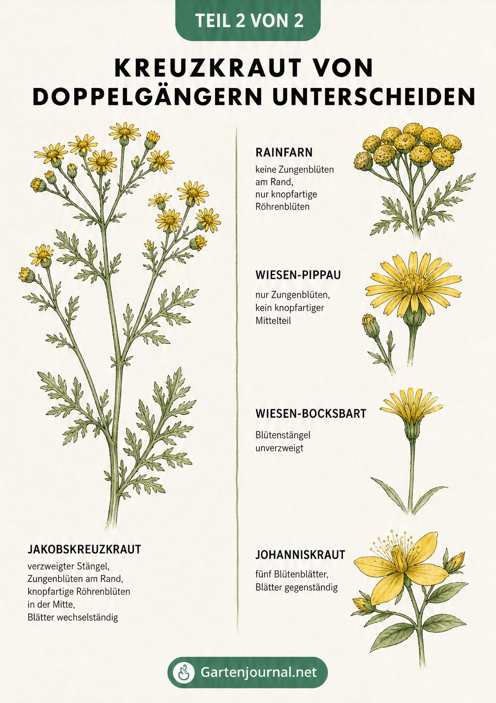 Vergleich von Kreuzkraut mit Rainfarn, Wiesen-Pippau, Wiesen-Bocksbart und Johanniskraut