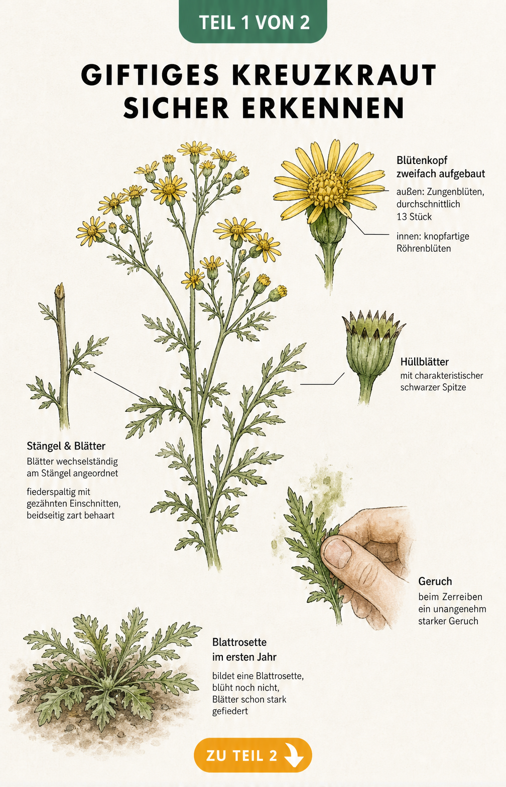 Botanische Illustration des Jakobskreuzkrauts mit Details zu Blüten, Stängel und Blättern