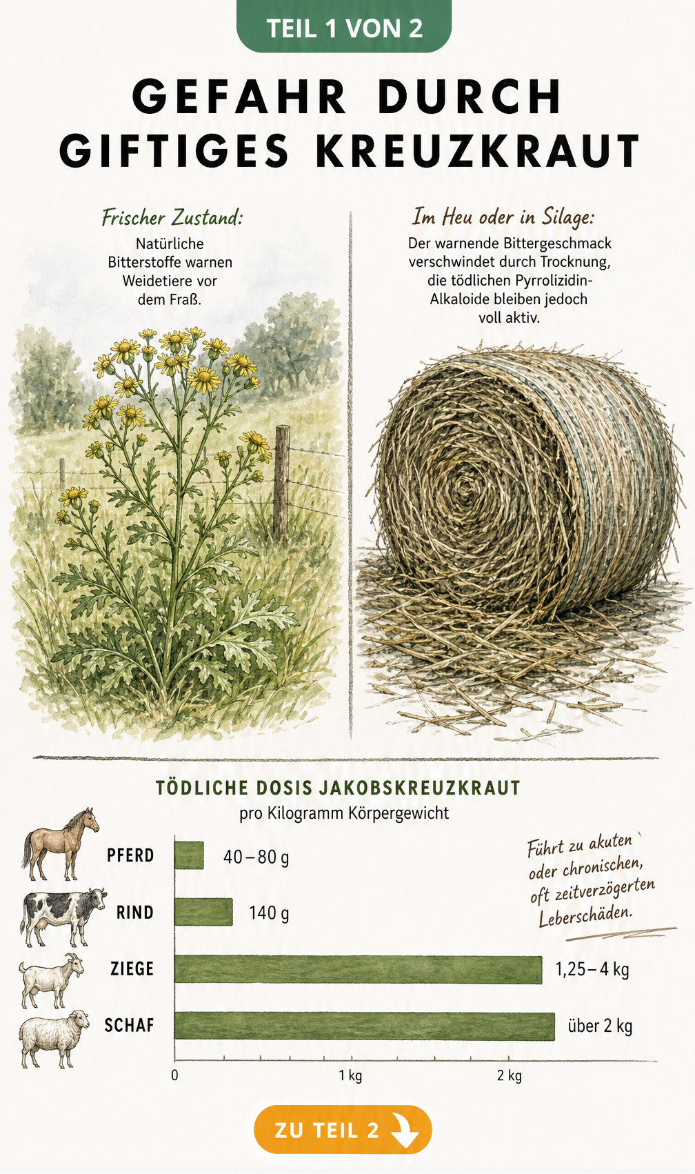 Illustration der Giftigkeit von Kreuzkraut im frischen Zustand auf der Weide und getrocknet im Heu mit Balkendiagramm zur tödlichen Dosis für Weidetiere