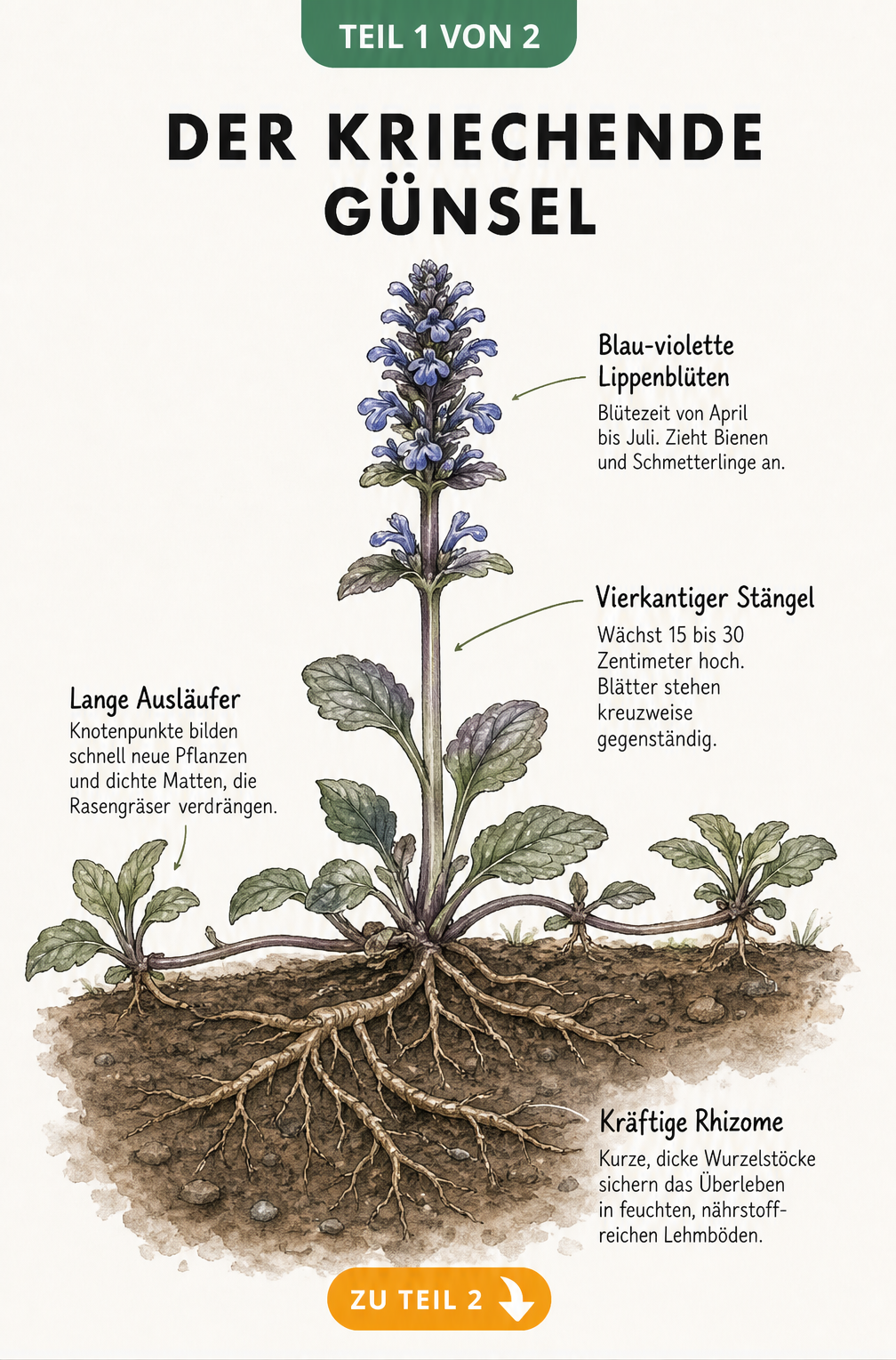 Botanische Illustration des Kriechenden Günsels mit Wurzeln, Stängel und blau-violetten Blüten