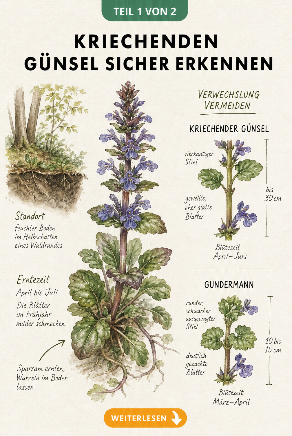 Illustration von Kriechendem Günsel und Gundermann im Vergleich mit Standort und Erntezeit