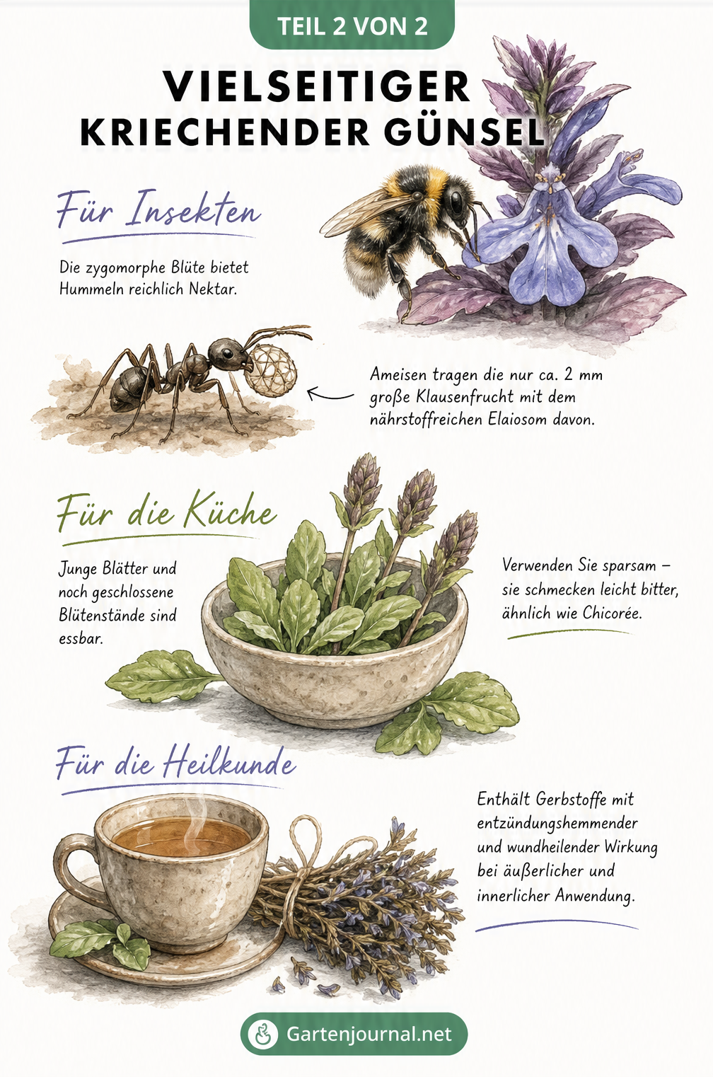 Illustration der Nutzung des Kriechenden Günsels für Insekten, in der Küche und als Heilpflanze