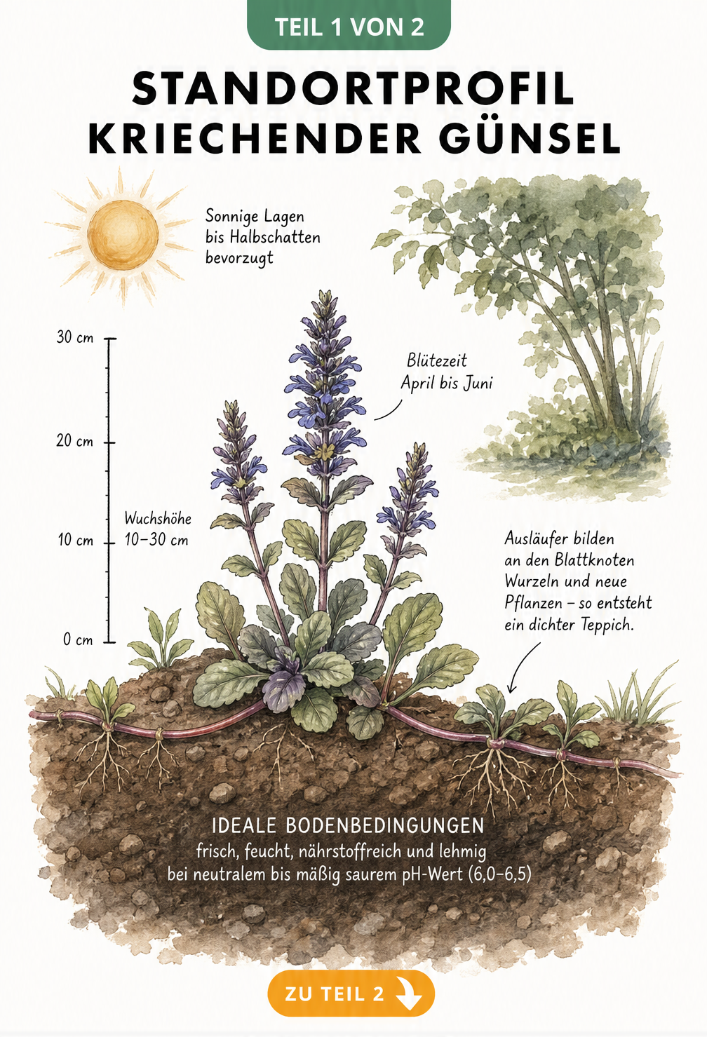Schnittdarstellung eines Gartenbeets mit Kriechendem Günsel, Wuchshöhe, Blütezeit und Bodenbedingungen