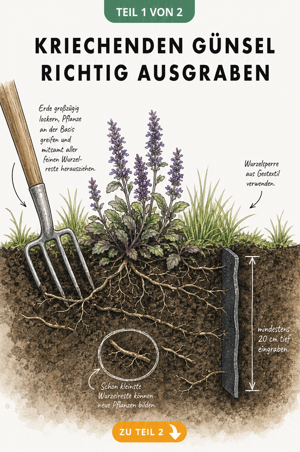 Illustration eines Erd-Querschnitts, der das flache Wurzelwerk des kriechenden Günsels zeigt, während eine Grabegabel die Pflanze mitsamt Wurzeln aushebt.