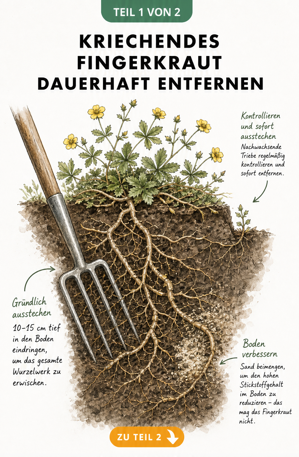 Erdschnitt zeigt das tiefe Ausgraben von Kriechendem Fingerkraut mit einer Grabegabel und die Beimengung von Sand