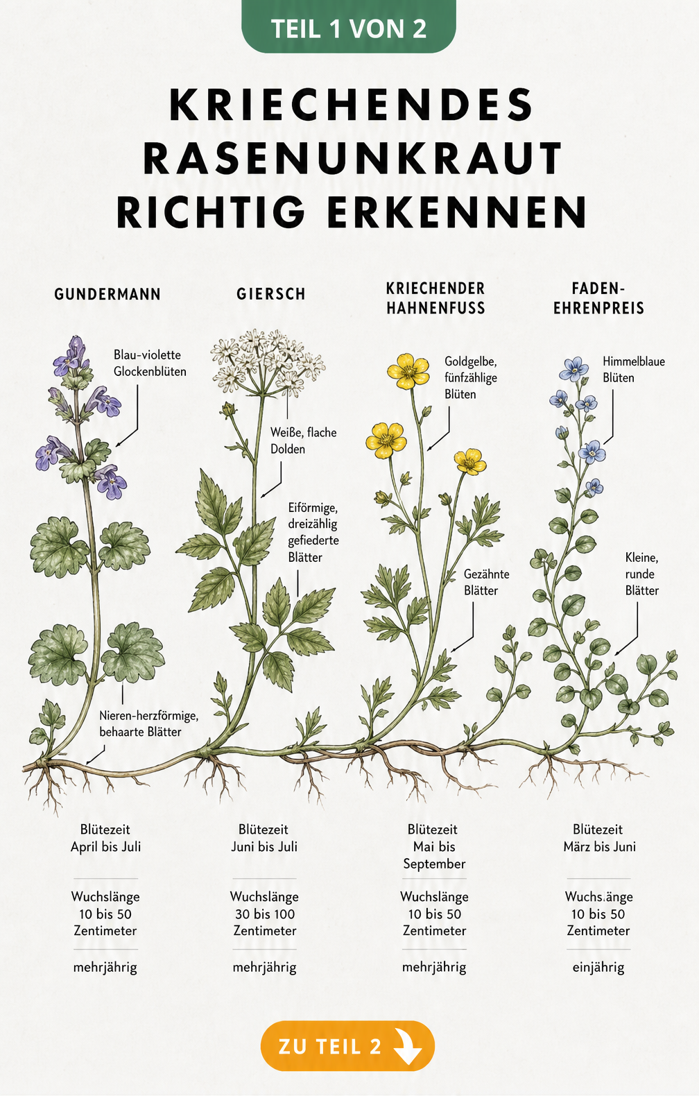 Botanische Illustration von vier kriechenden Rasenunkräutern: Gundermann, Giersch, Kriechender Hahnenfuß und Faden-Ehrenpreis mit Blütezeit und Wuchslänge.