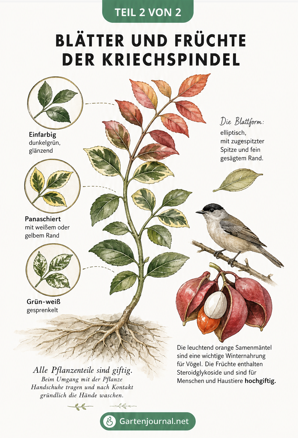 Botanische Zeichnung eines Kriechspindel-Zweigs mit Herbstfärbung, drei Blattmustern im Detail und einer geöffneten roten Kapselfrucht mit orangenem Samen.