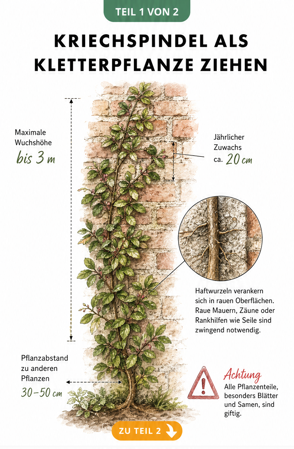 Botanische Illustration der Kriechspindel als Kletterpflanze an einer Backsteinmauer mit Wuchshöhe und Pflanzabstand