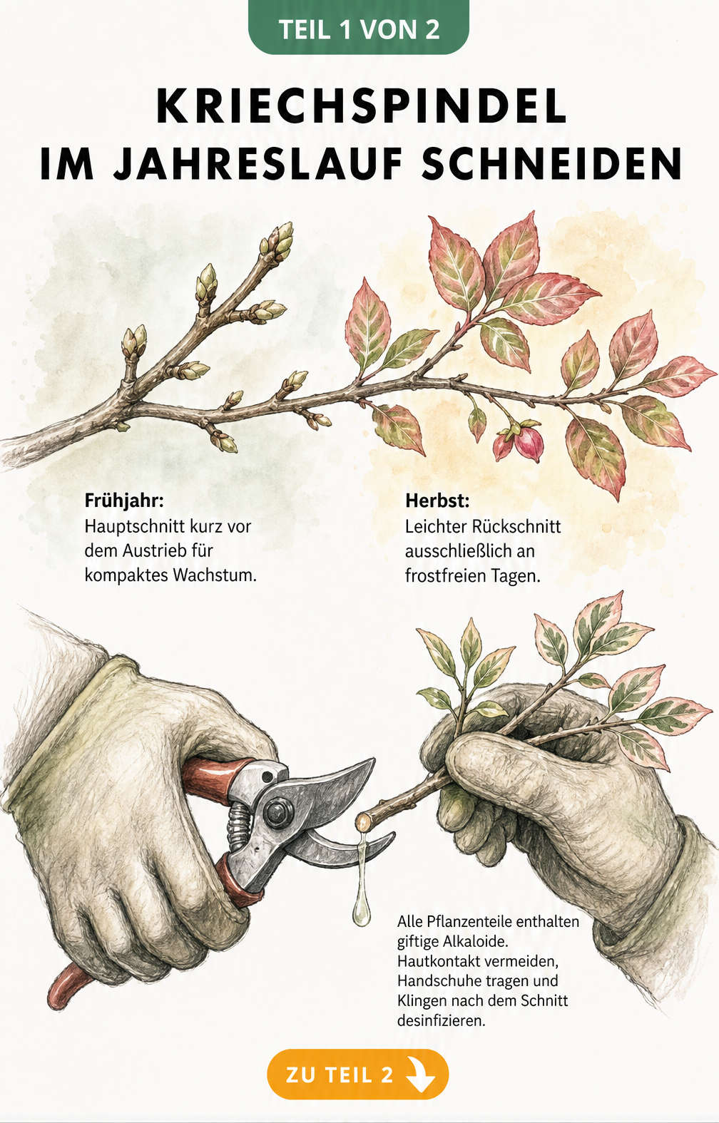 Illustration eines Kriechspindel-Astes im Frühjahr und Herbst sowie Hände mit Gartenhandschuhen und Gartenschere