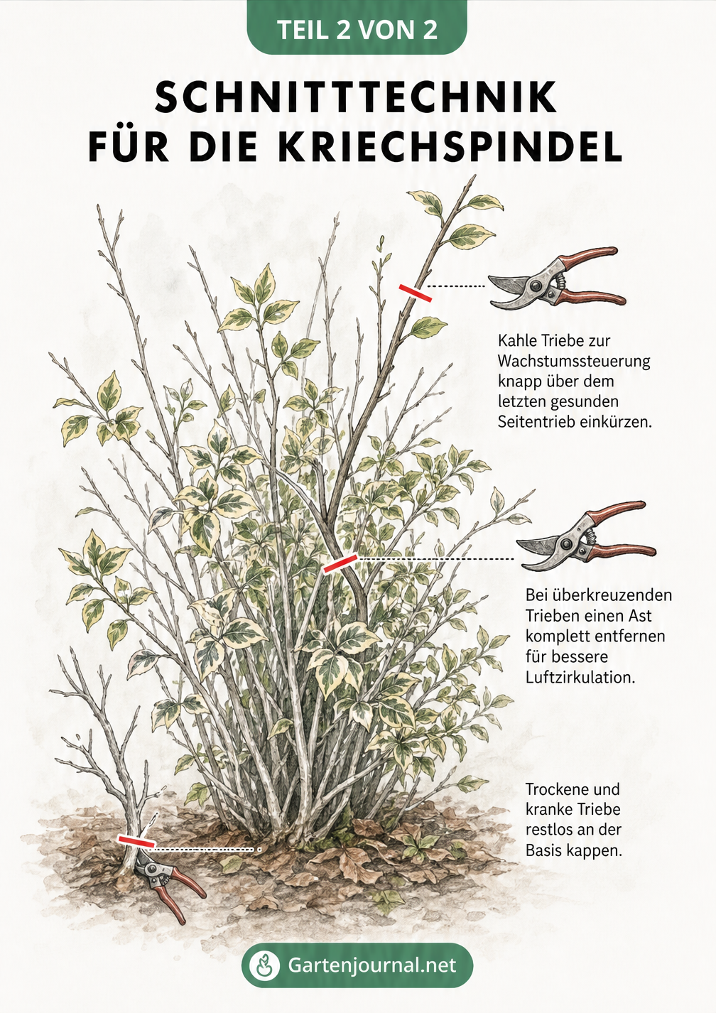 Risszeichnung eines Kriechspindel-Strauchs mit roten Schnittlinien an trockenen, überkreuzenden und kahlen Trieben