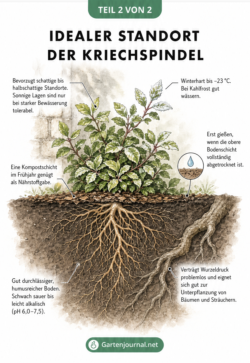 Querschnitt-Darstellung des idealen Standorts der Kriechspindel mit Lichtverhältnissen und Wurzelwerk