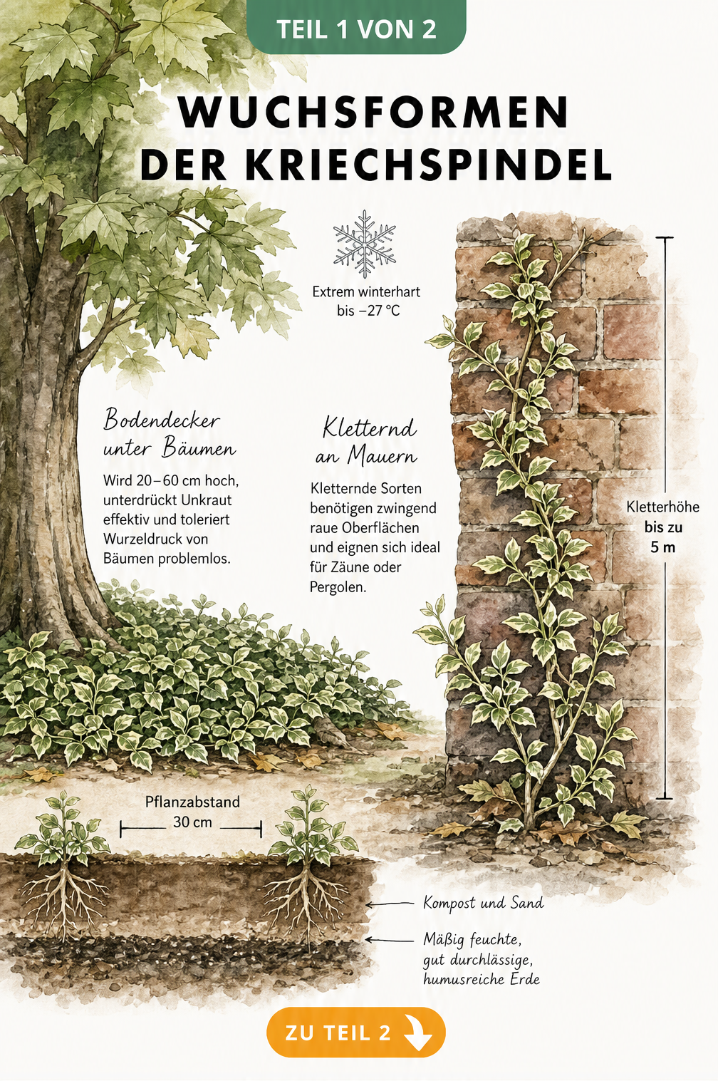 Aquarell-Illustration der Kriechspindel, die links als Bodendecker unter einem Baum und rechts als Kletterpflanze an einer Backsteinmauer wächst.