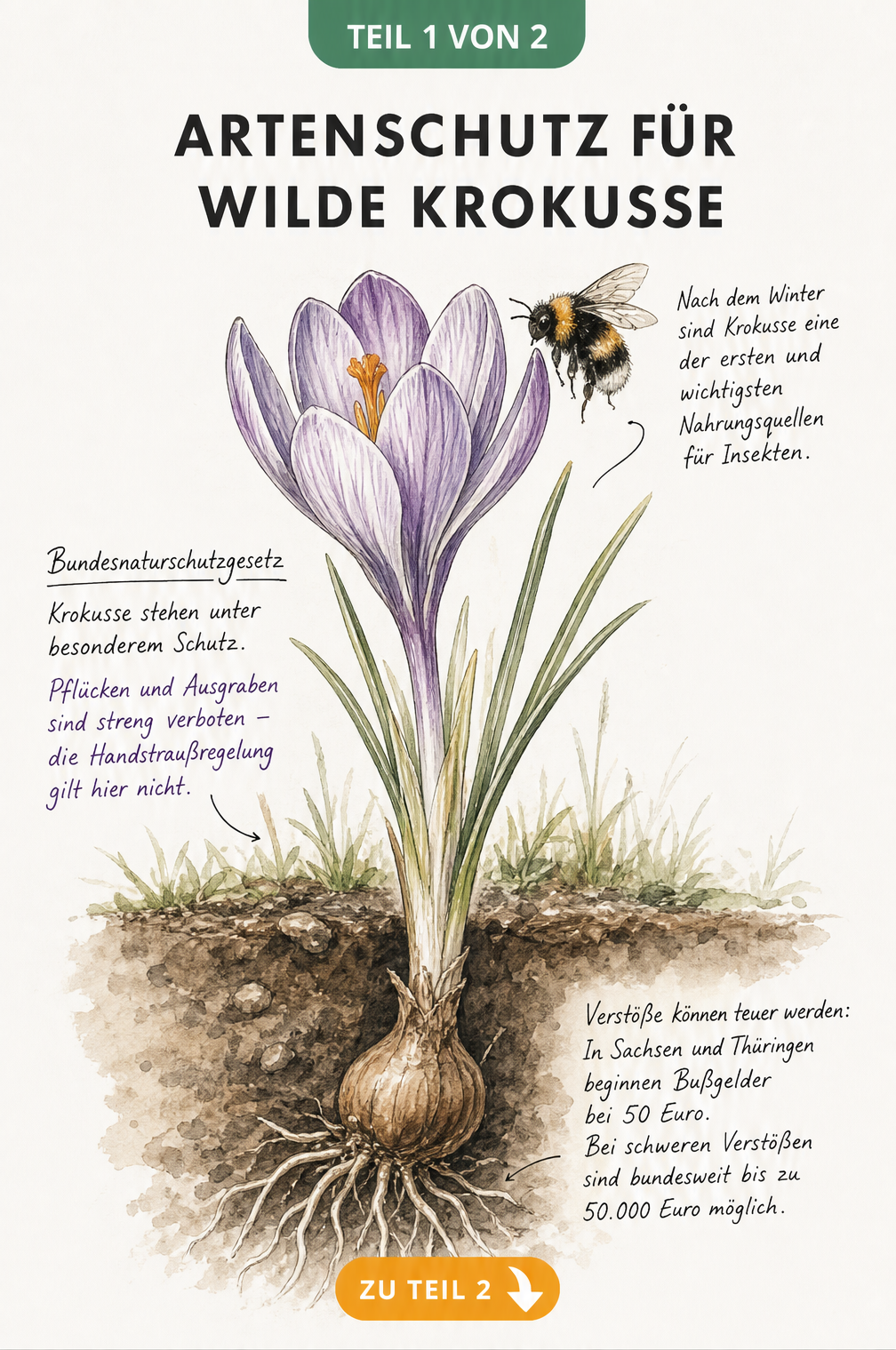 Botanische Illustration eines Krokus mit Hummel und Hinweisen zum Bundesnaturschutzgesetz und Bußgeldern