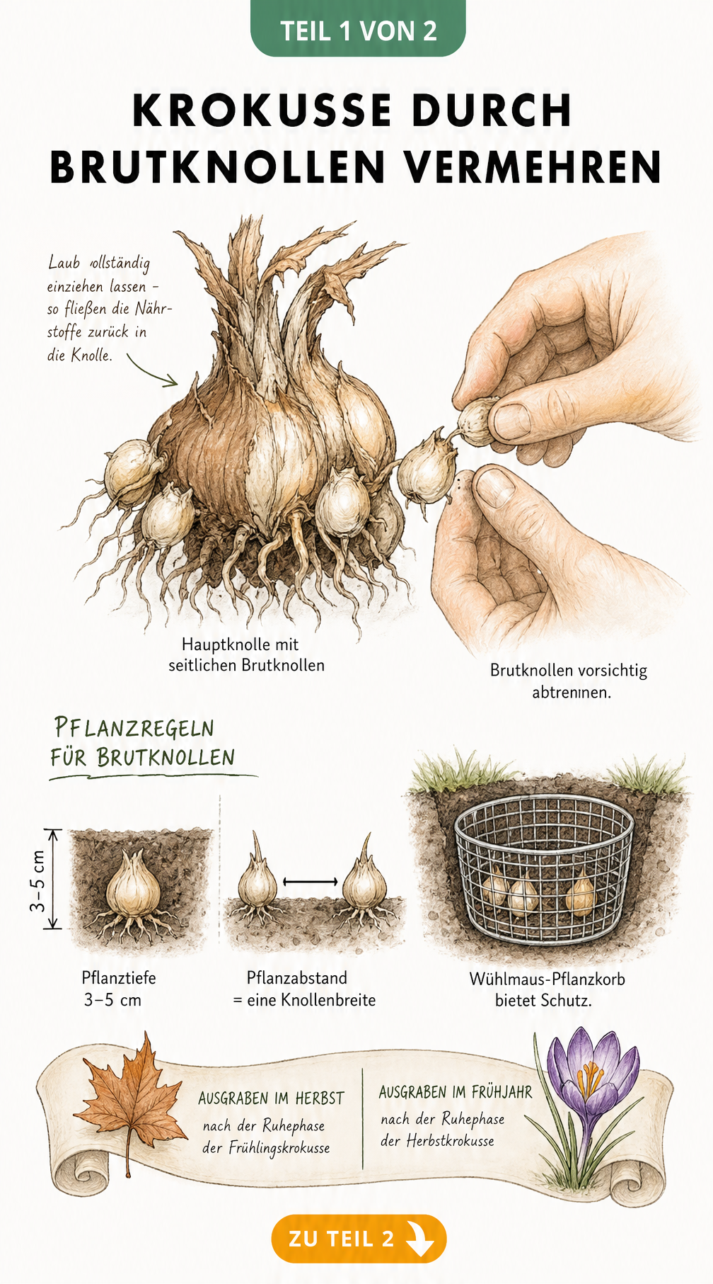 Querschnitt-Zeichnung einer Krokus-Hauptknolle mit Tochterknollen, Pflanztiefe und Wühlmaus-Pflanzkorb