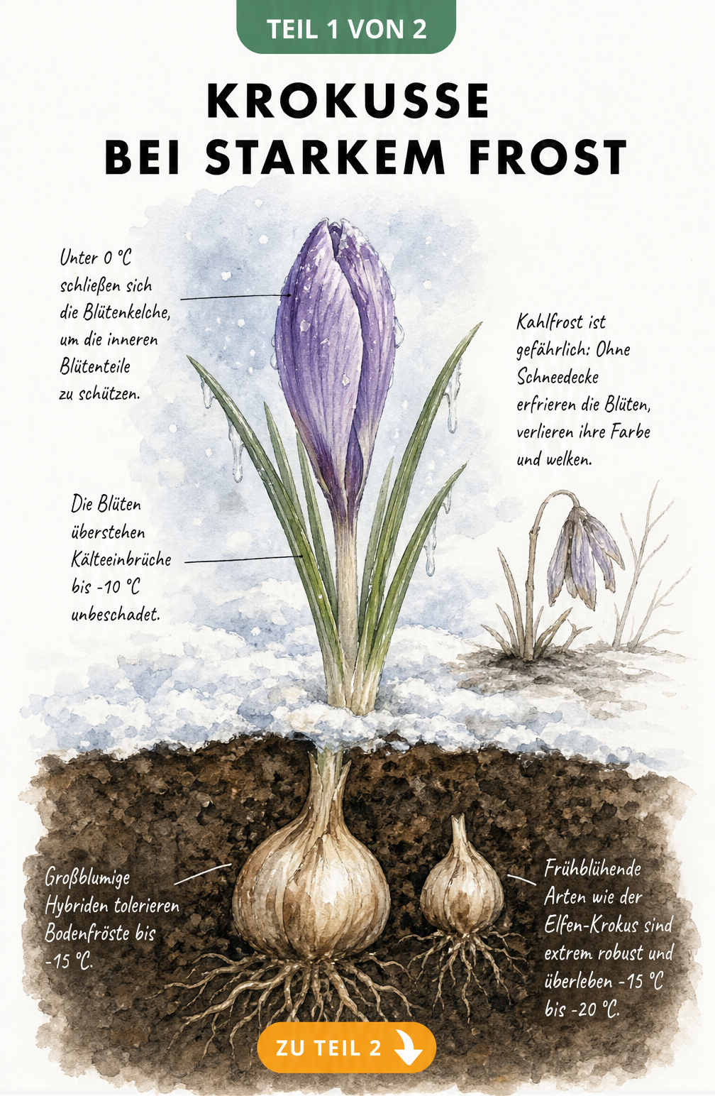 Illustration eines Krokus im Schnee, die zeigt, wie Blüten und Knollen auf Frost reagieren