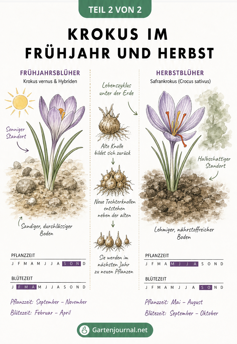 Gegenüberstellung von Frühjahrs- und Herbstkrokussen mit Pflanz- und Blütezeiten sowie Bodenansprüchen.