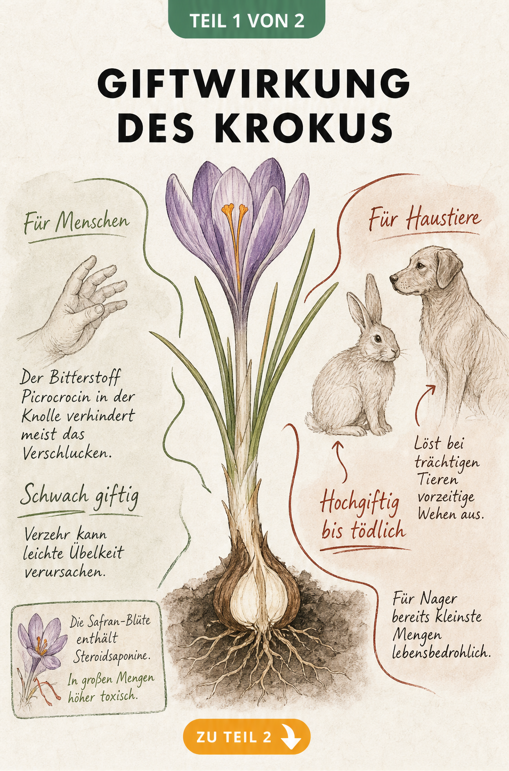 Botanische Illustration eines Krokus mit aufgeschnittener Knolle, die die Giftwirkung auf Menschen und Tiere wie Hunde und Kaninchen zeigt.