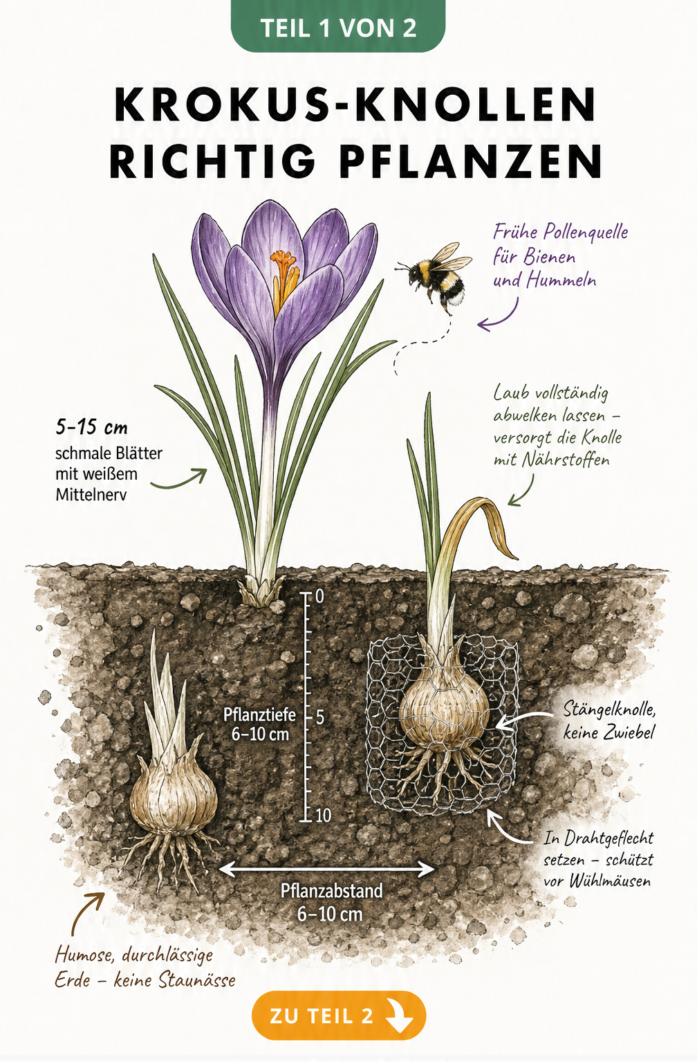 Querschnitt eines Gartenbodens mit einer Krokus-Pflanze und einer frisch gesetzten Knolle, die Pflanztiefe und Pflanzabstand zeigt.