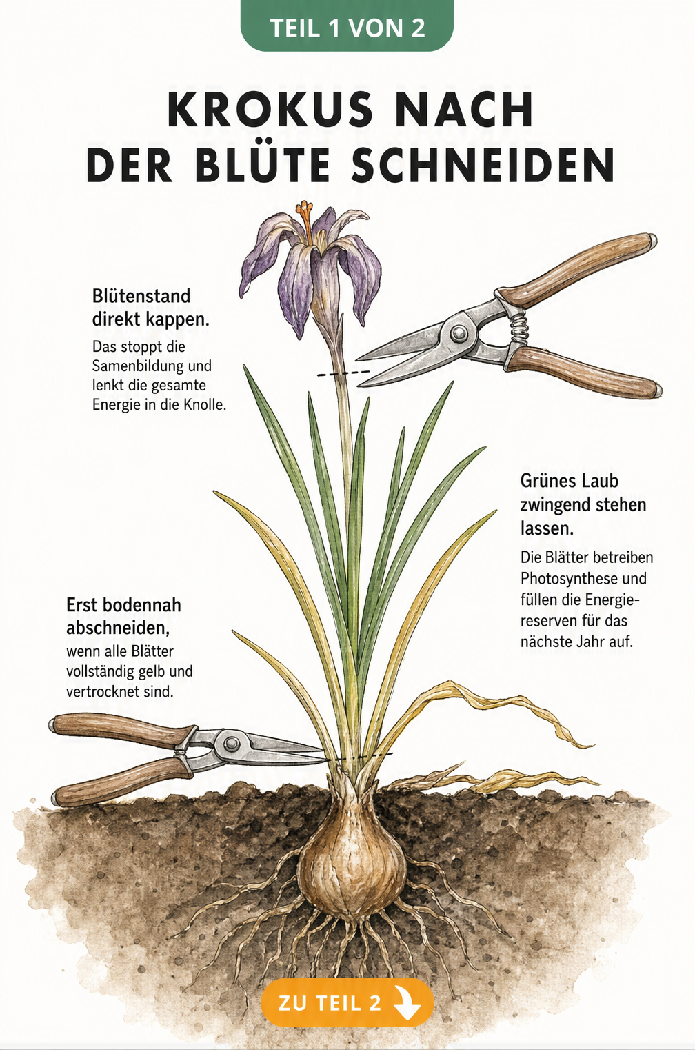 Botanische Illustration eines Krokus im Querschnitt, die zeigt, wie man verblühte Blüten abschneidet und grünes Laub stehen lässt.