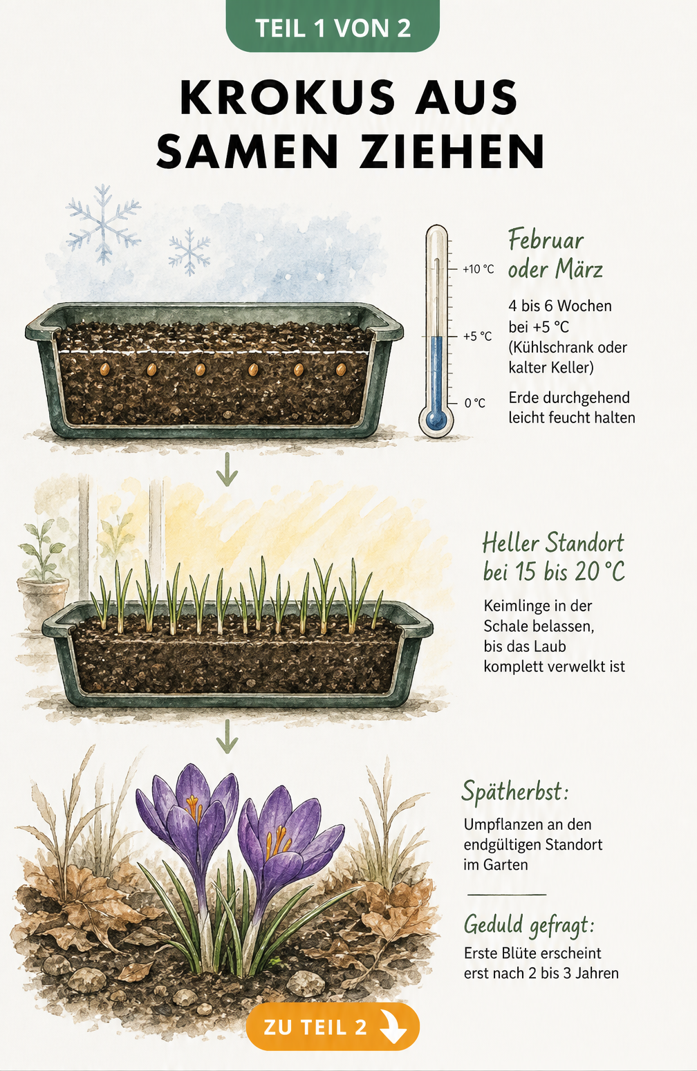Botanische Skizze zur Kaltkeimung von Krokus-Samen in drei Phasen: Kältephase im Kühlschrank, Wärmephase am hellen Standort und Umpflanzen ins Freiland.