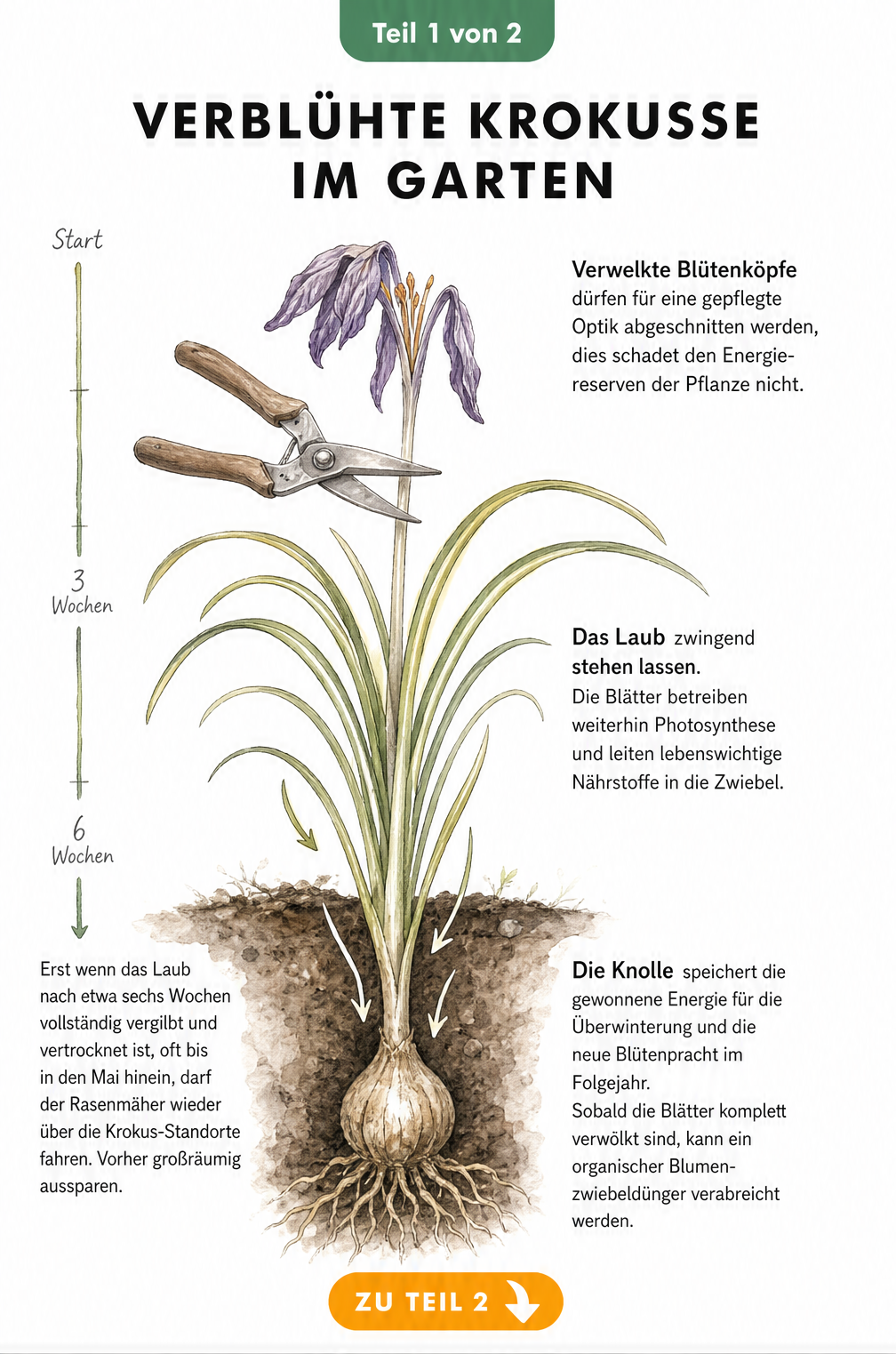 Botanische Illustration eines Krokus im Querschnitt mit verwelkter Blüte, grünen Blättern und unterirdischer Knolle