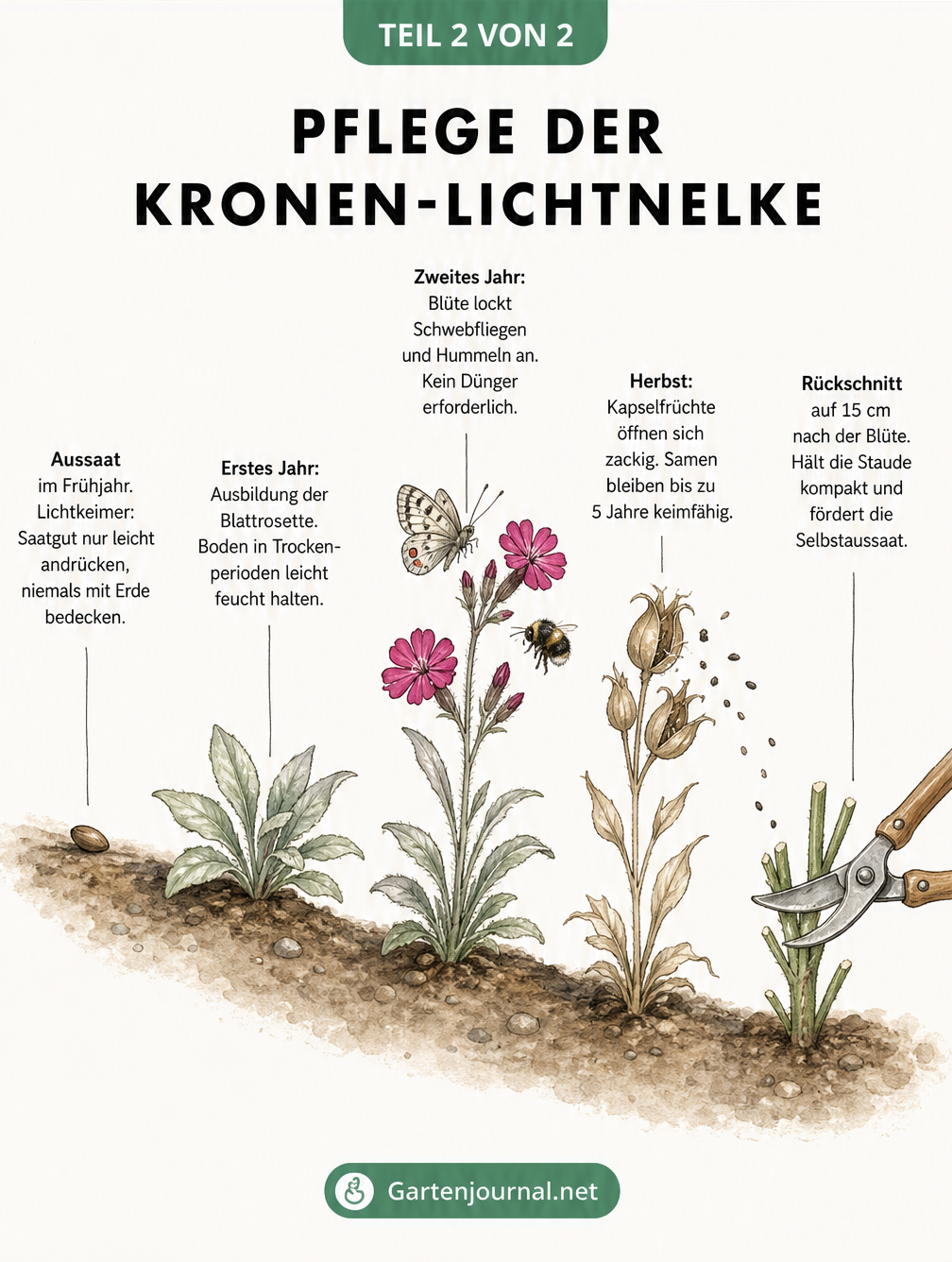 Illustration des zweijährigen Pflege-Rhythmus der Kronen-Lichtnelke von der Aussaat bis zum Rückschnitt