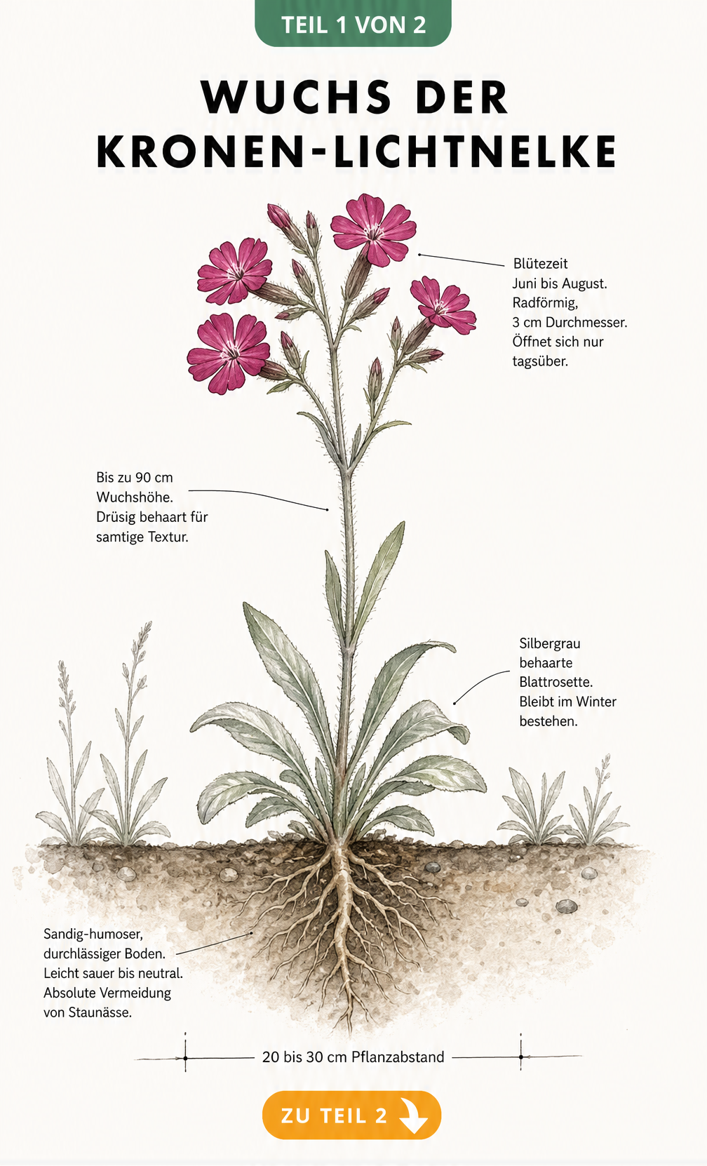 Botanische Illustration der Kronen-Lichtnelke mit Wurzeln, Blattrosette und karminroter Blüte