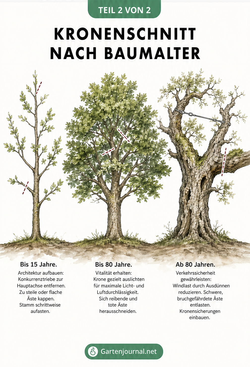 Lehrtafel, die einen Baum in der Jugendphase, Reifephase und Altersphase zeigt, mit roten Markierungen für die jeweils passenden Schnittmaßnahmen wie das...