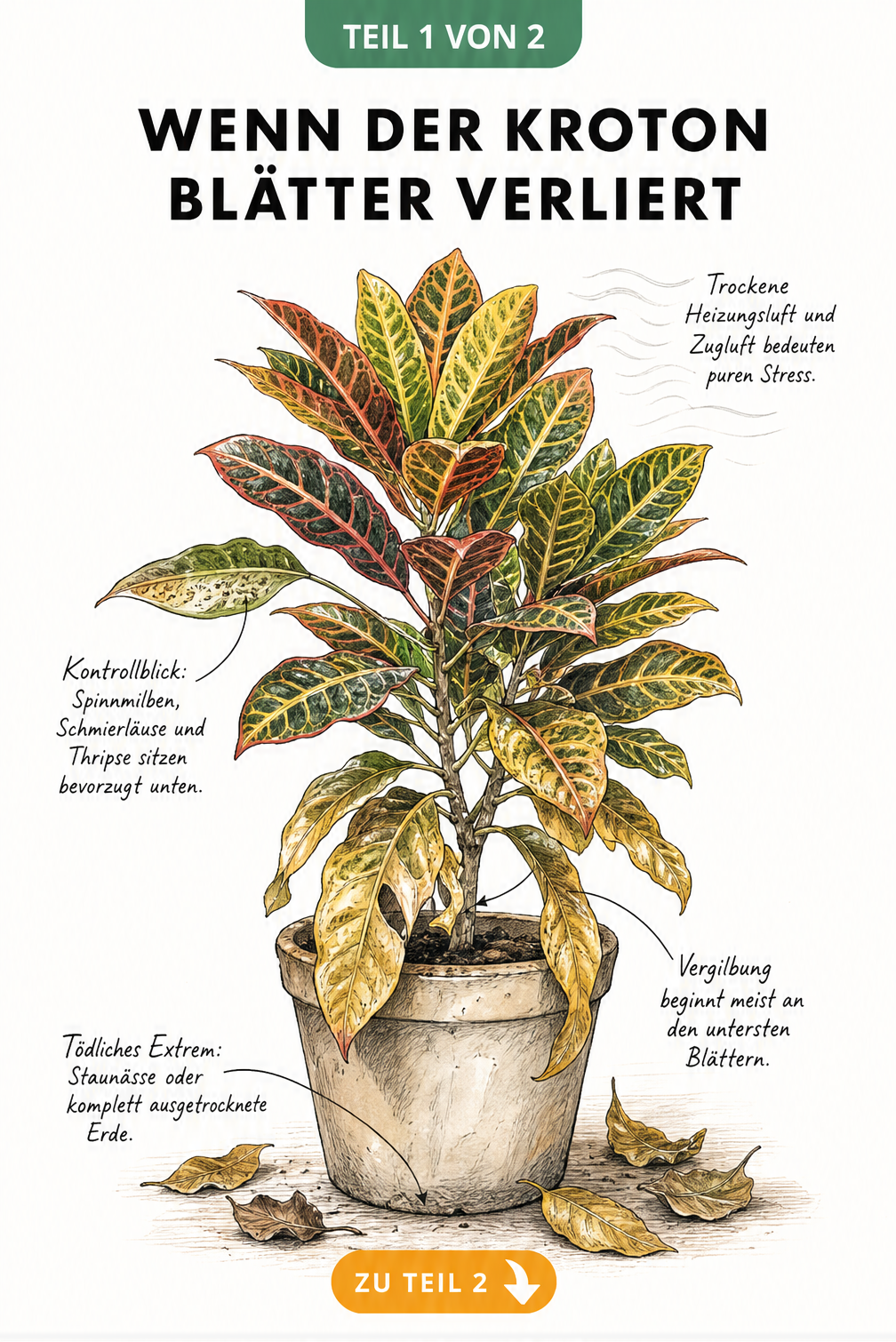 Botanische Illustration eines Krotons mit gelben, abfallenden Blättern im unteren Bereich und Hinweisen zu Ursachen wie Staunässe und Zugluft.