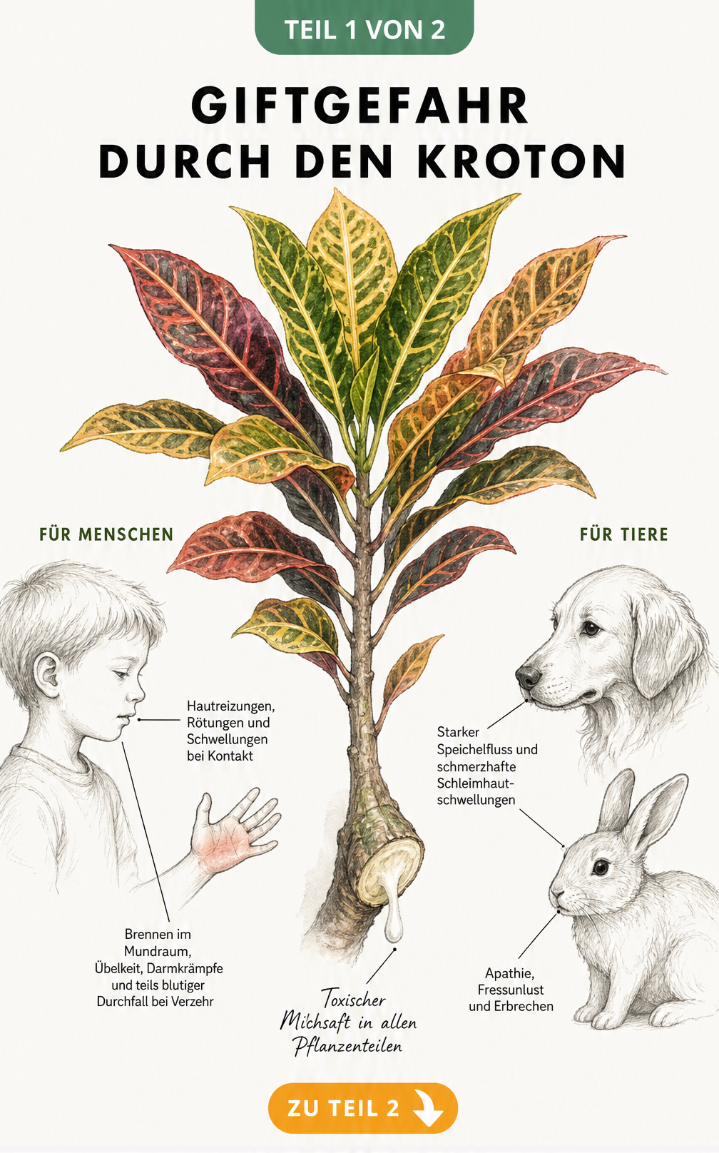 Botanische Illustration eines Krotons mit weißem Milchsaft und Skizzen von Kind, Hund und Kaninchen, die Vergiftungssymptome zeigen.