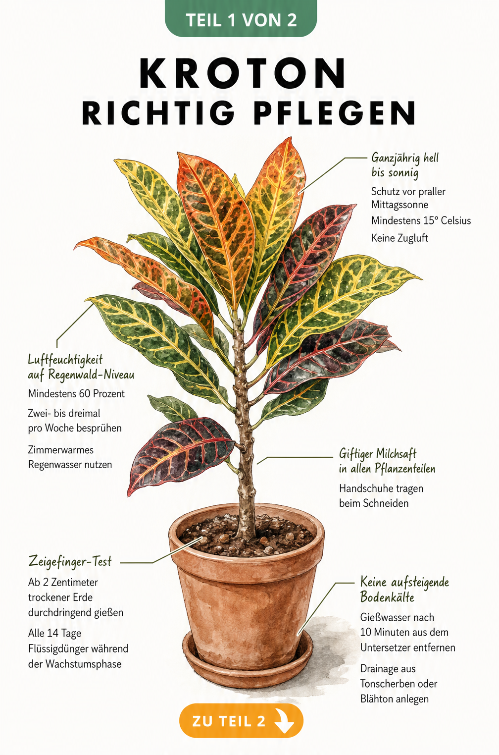 Botanische Illustration eines Kroton im Terrakotta-Topf mit Pflegehinweisen zu Standort, Gießen und Luftfeuchtigkeit