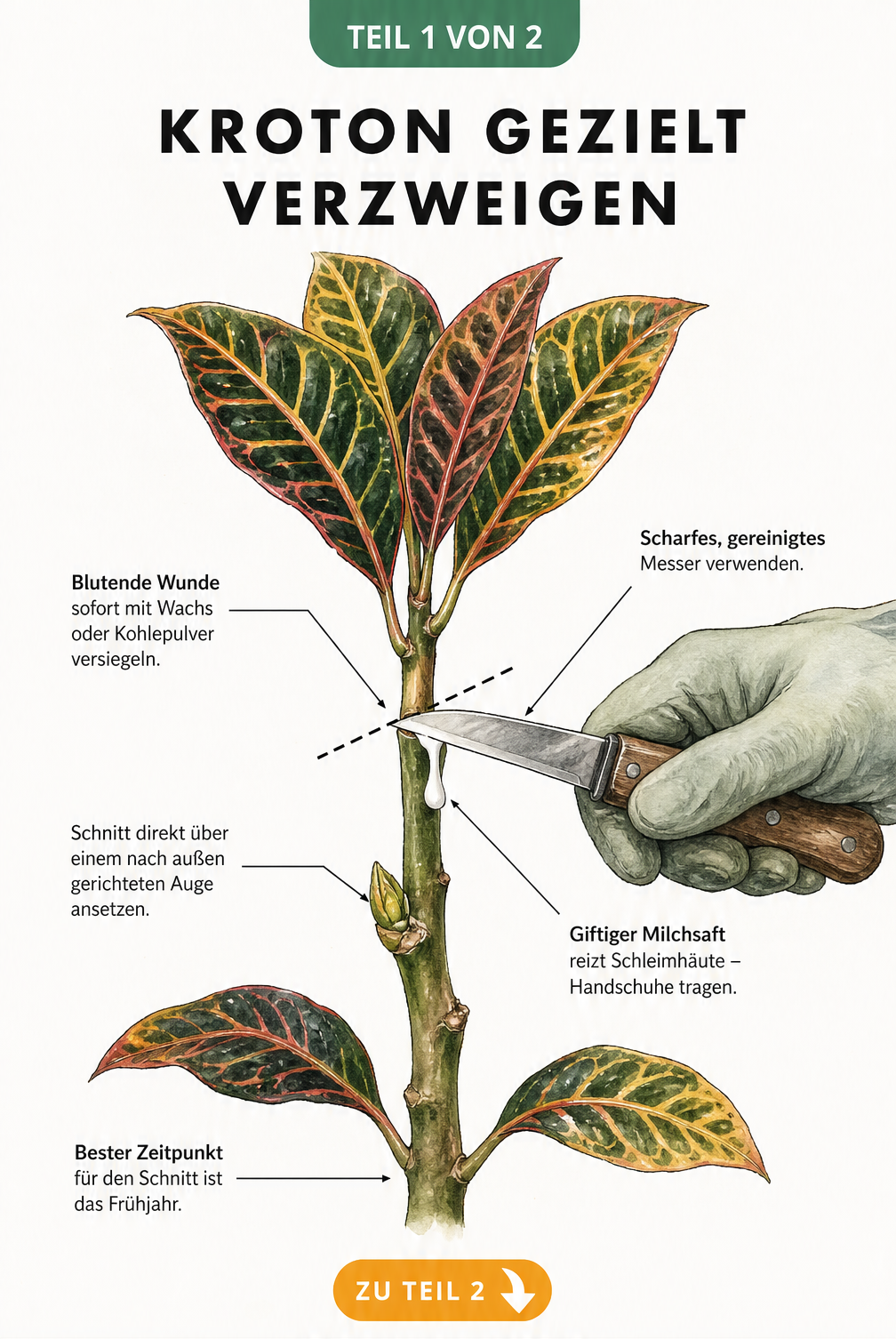 Botanische Illustration eines Kroton-Triebes, die den exakten Schnittpunkt über einer nach außen zeigenden Knospe mit einem Messer zeigt.