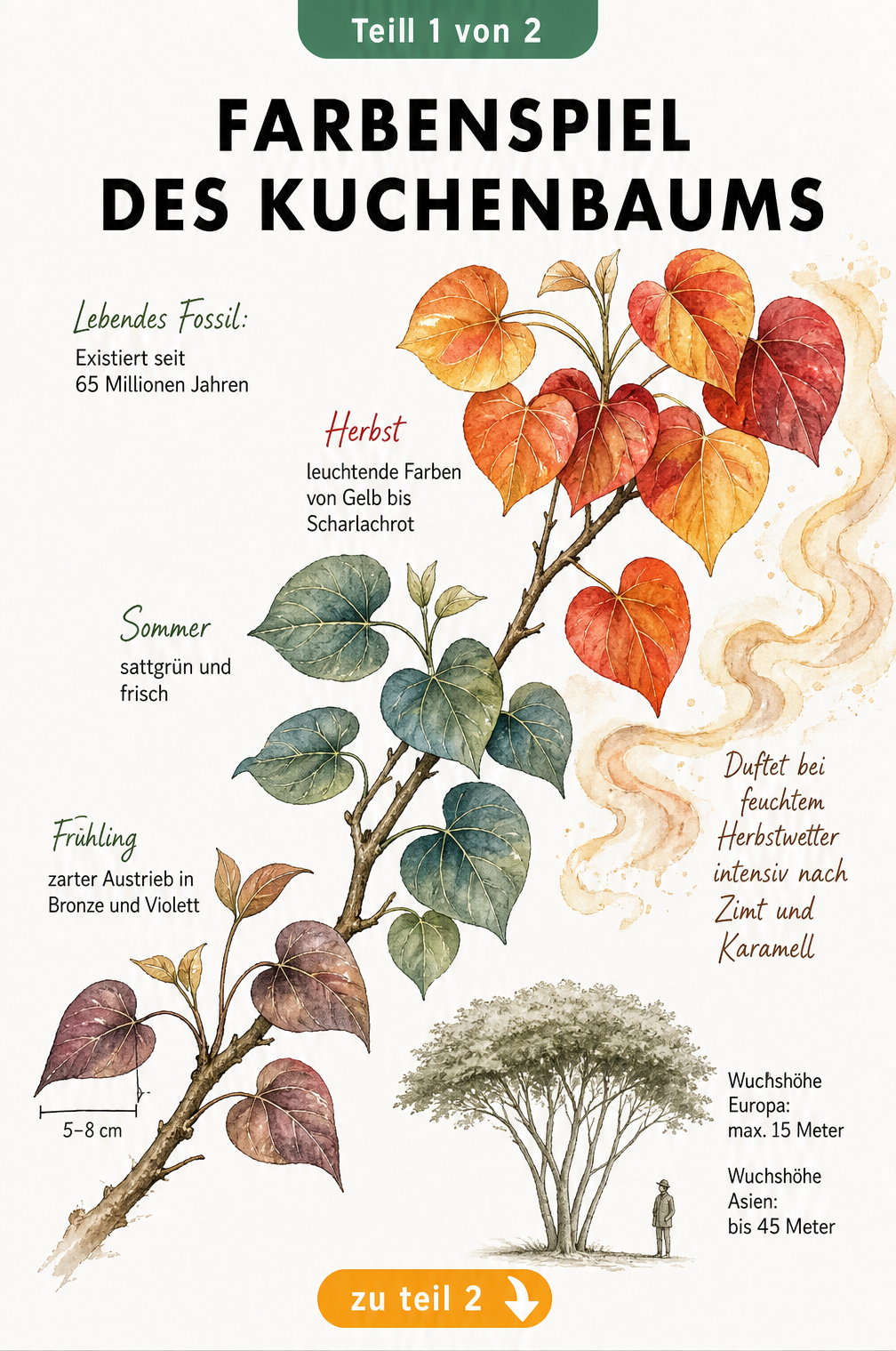 Botanische Illustration des Kuchenbaums mit jahreszeitlichem Farbwechsel der Blätter von Bronze über Grün bis Herbstrot