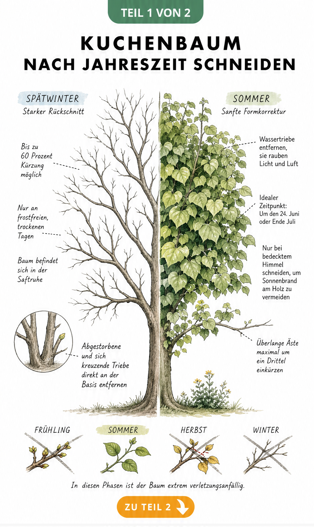 Illustration eines Kuchenbaums im Spätwinter und Sommer mit Hinweisen zum Rückschnitt und zur Formkorrektur