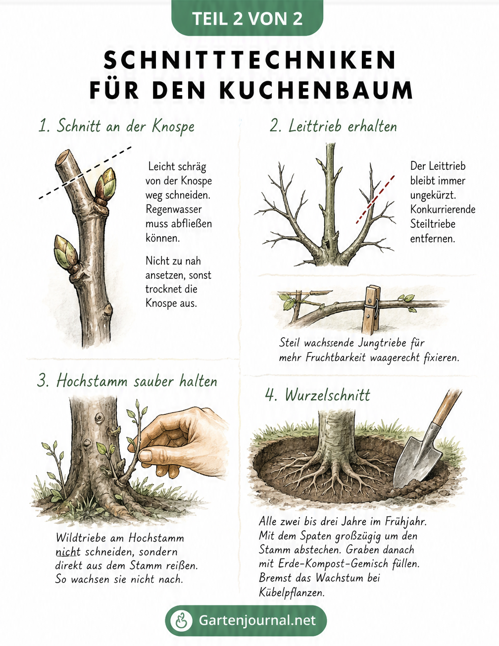 Skizzenhafte Darstellung verschiedener Schnitttechniken am Kuchenbaum wie Schnitt an der Knospe, Leittrieb, Wildtriebe und Wurzelschnitt