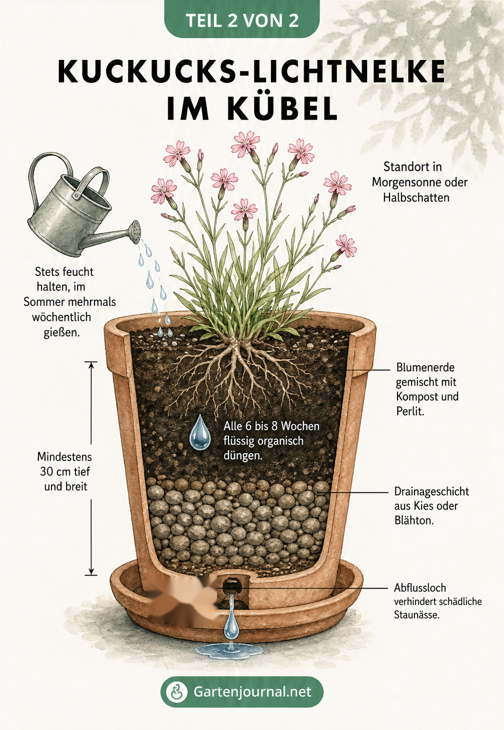 Querschnitt eines Pflanzkübels mit einer Kuckucks-Lichtnelke, der die Erdschichten, Drainage und das Gießen illustriert.