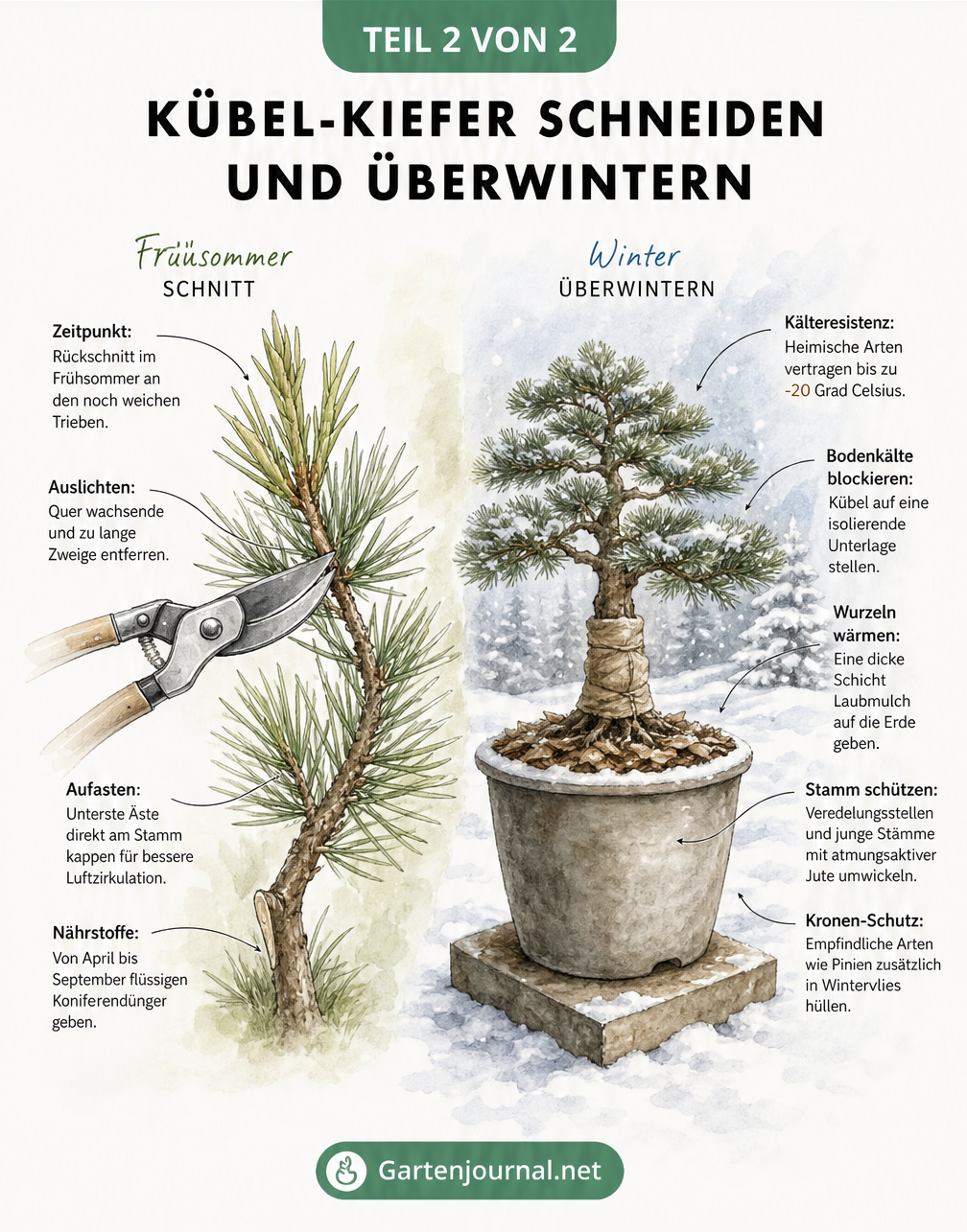Zweigeteilte Illustration: Links ein Kiefernzweig im Sommer beim Rückschnitt, rechts eine Kiefer im Kübel mit Winterschutz.