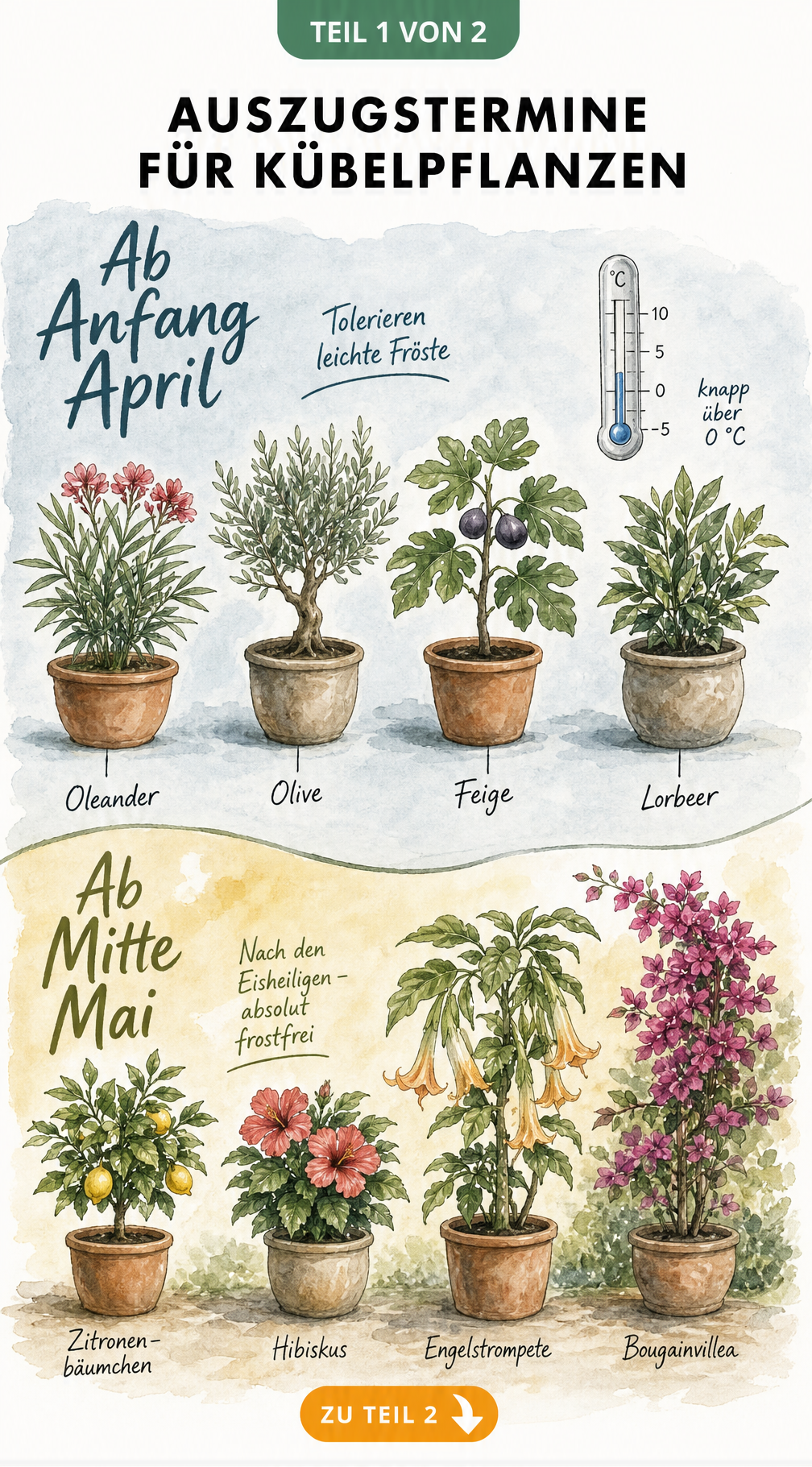 Botanische Illustration von Kübelpflanzen mit Auszugsterminen im Frühling, unterteilt in April für unempfindliche und Mai für empfindliche Pflanzen.