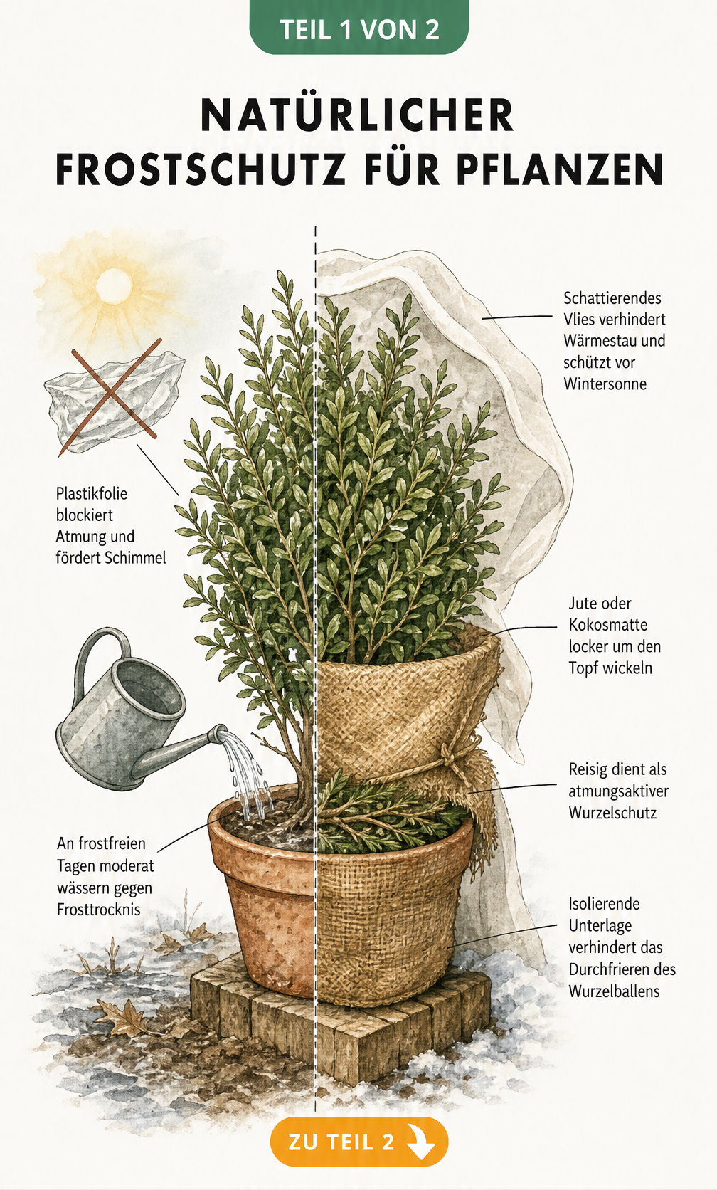 Botanische Illustration einer Kübelpflanze, die den korrekten Frostschutz mit Vlies, Jute, Holzblock und Reisig zeigt.