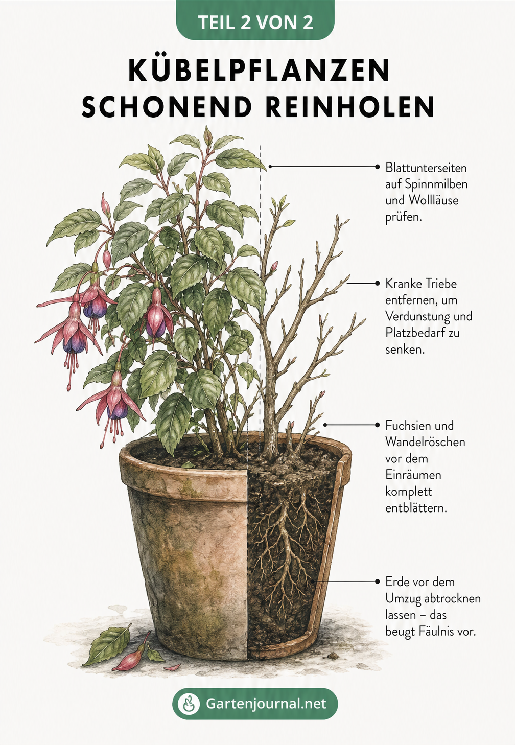 Botanische Illustration einer Kübelpflanze zeigt Pflegemaßnahmen wie Rückschnitt, Schädlingskontrolle und abgetrocknete Erde vor dem Einräumen