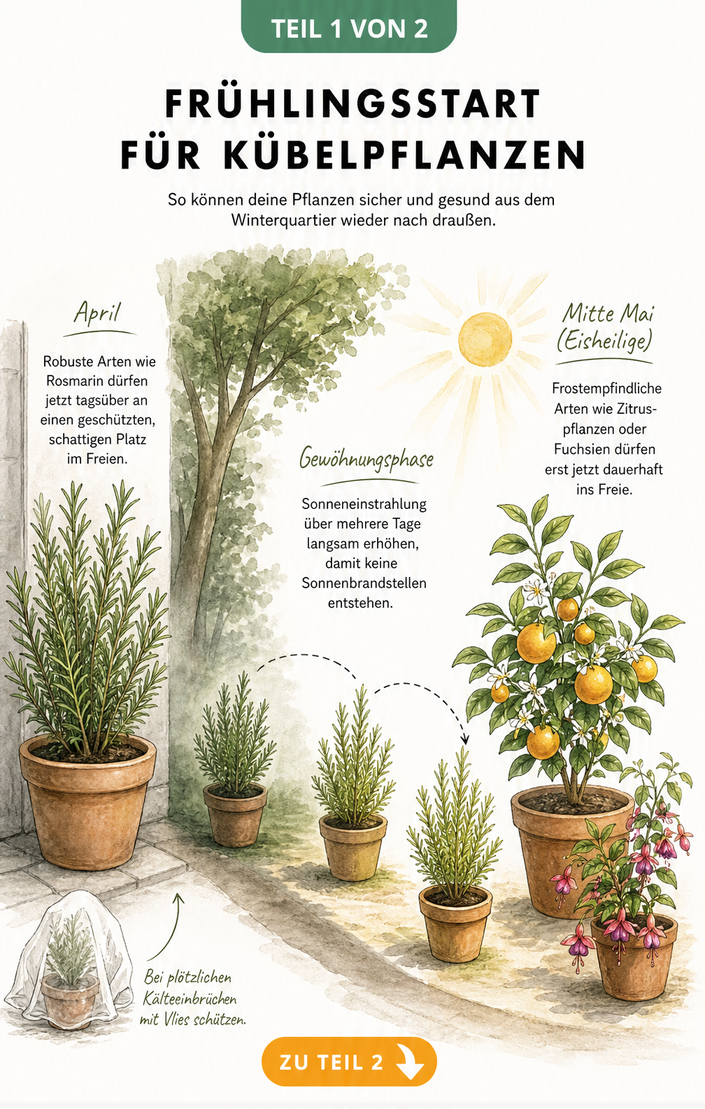 Illustration einer Kübelpflanze im Querschnitt, die den Rückschnitt von Geiltrieben und das Einkürzen über einem Blattpaar zeigt.