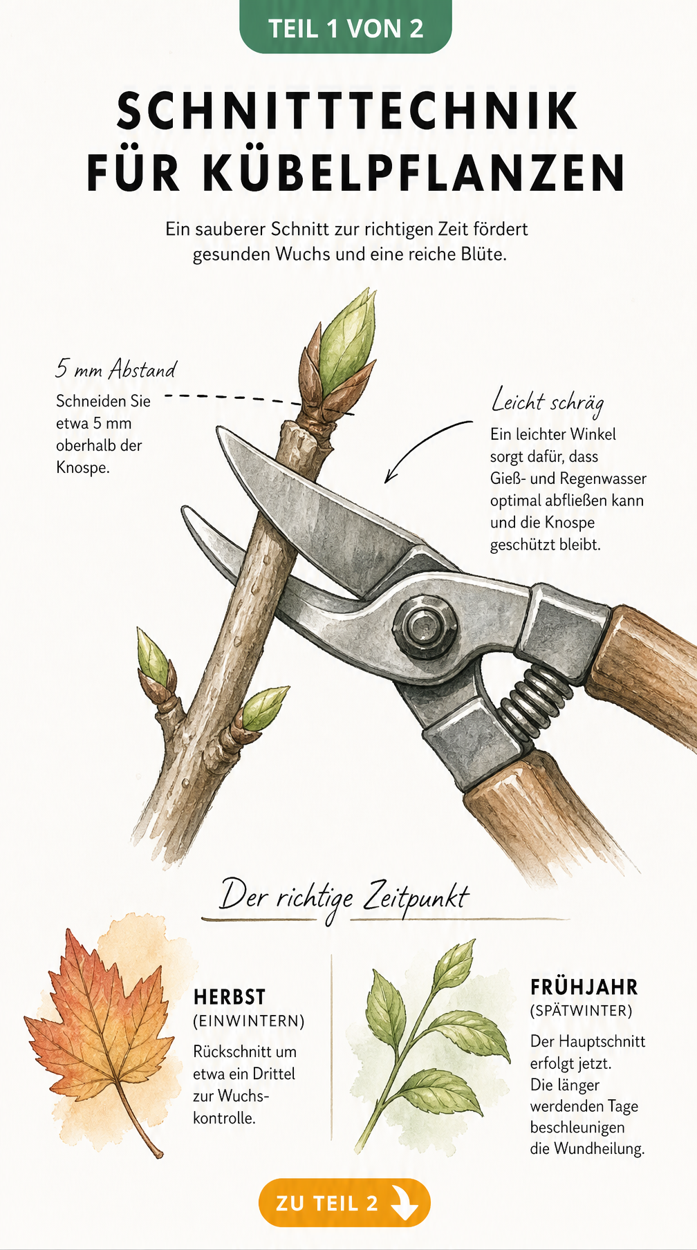 Botanische Illustration eines Zweiges mit Gartenschere, die den richtigen Schnittwinkel und Abstand zur Knospe zeigt