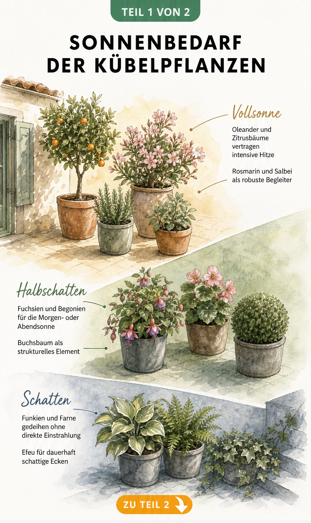 Illustration einer Terrasse mit Kübelpflanzen in verschiedenen Lichtzonen von Vollsonne bis Schatten