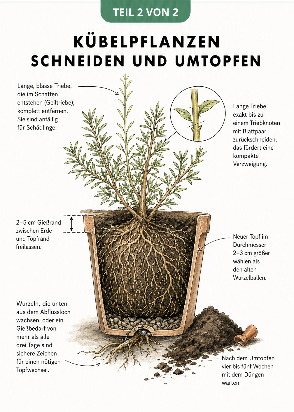 Querschnitt eines Pflanztopfes, der den Gießrand, den Abstand zur neuen Topfwand und Wurzeln am Abflussloch zeigt.