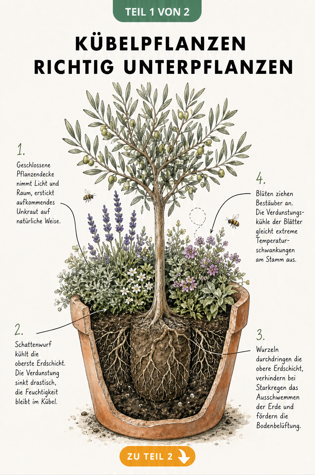 Querschnitt eines bepflanzten Terrakotta-Kübels mit Olivenbaum und blühender Unterpflanzung, die Unkraut erstickt und Feuchtigkeit speichert