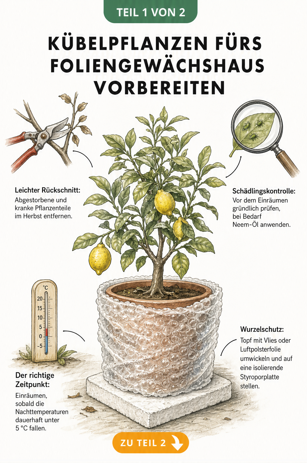 Illustration einer Kübelpflanze mit Hinweisen zur Vorbereitung für das Foliengewächshaus wie Rückschnitt, Schädlingskontrolle und Wurzelschutz
