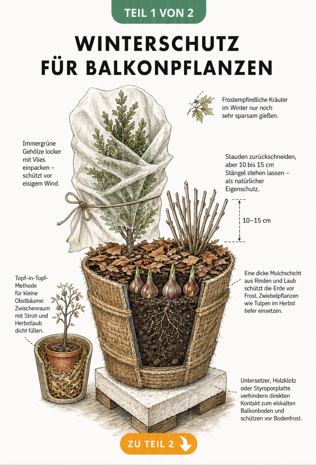 Schnittzeichnung einer Kübelpflanze mit Winterschutz: Isolierung durch Holzblock, Kokosmatte, Jute, Mulchschicht und Vlies.