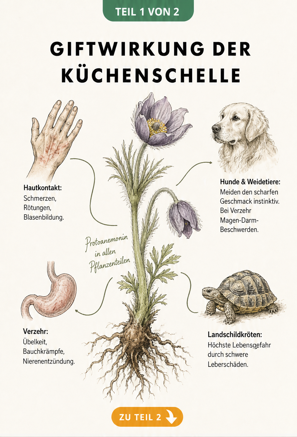 Botanische Illustration der Küchenschelle mit Hinweisen zur Giftwirkung durch Protoanemonin bei Mensch und Tier