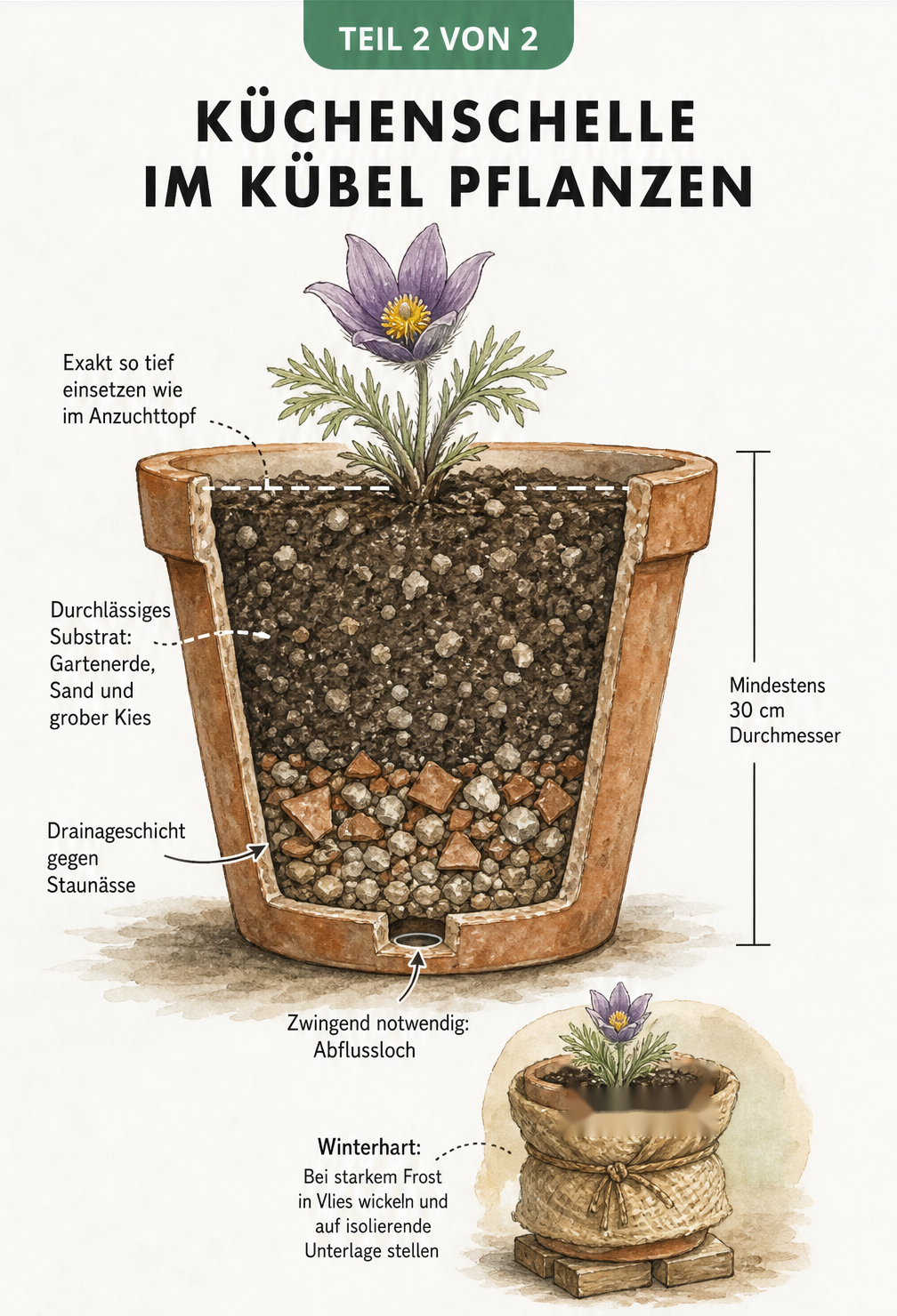 Illustration einer Küchenschelle in einem Terrakotta-Topf mit sichtbaren Erdschichten und Drainage
